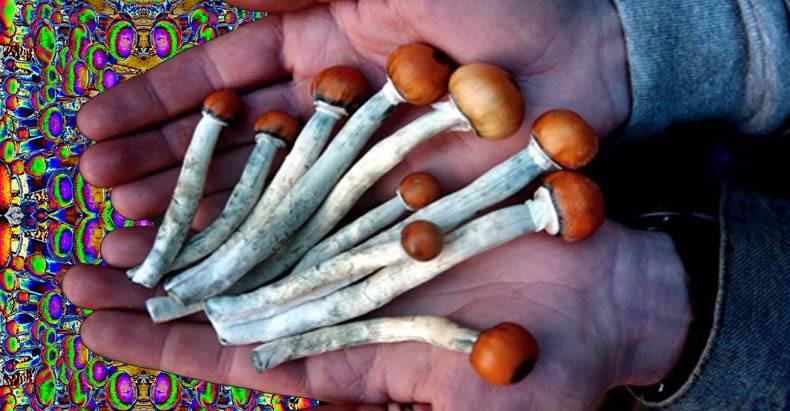 Achater des Champignons Magiques en ligne (Vente Truffes Hallucinogènes) 45 Champignons Magiques