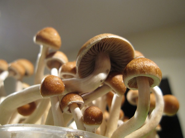 Achater des Champignons Magiques en ligne (Vente Truffes Hallucinogènes) 23 Champignons Magiques
