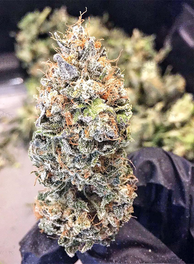 ? Gras kaufen und Cannabis online bestellen (Weed, Marihuana, Hanf) – Seriös & Sicher 57 Ein Chem Berry Diesel Bud frisch nach der Ernte (unglaublich verharzt)