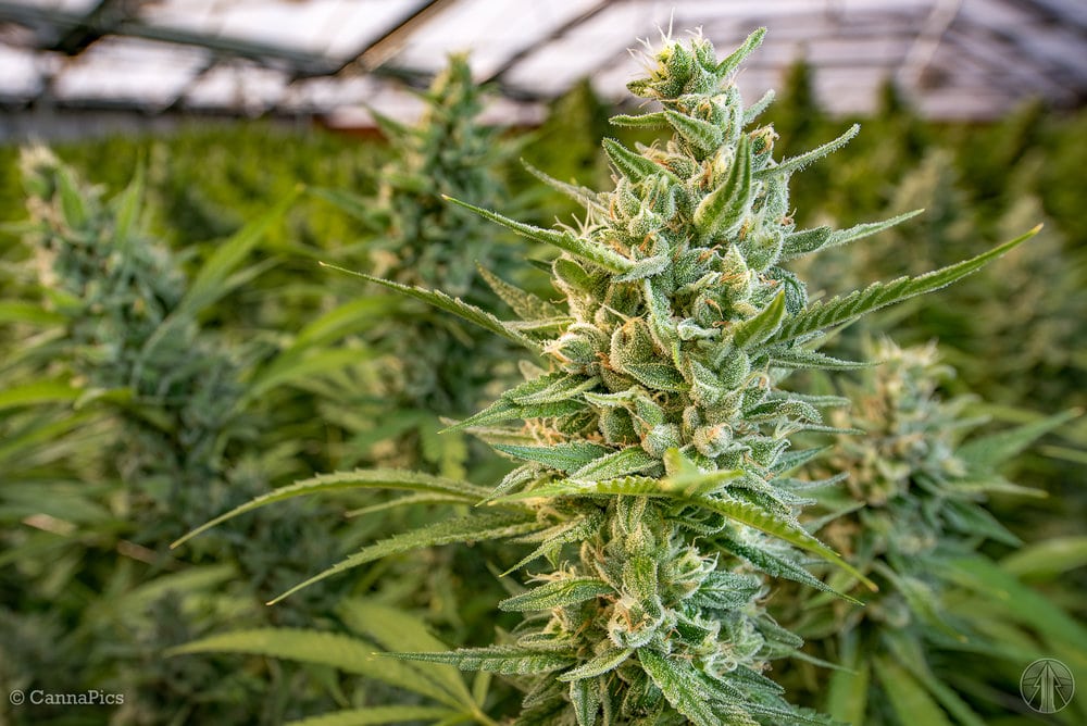 ? Gras kaufen und Cannabis online bestellen (Weed, Marihuana, Hanf) – Seriös & Sicher 59 Eine Death Star Hanfpflanze im Gewächshaus im mittleren Blütestadium