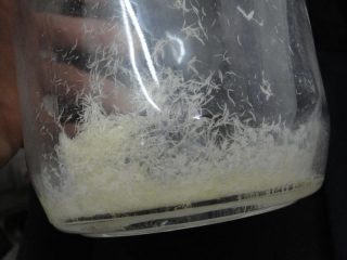 dmt extraction