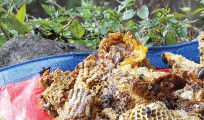 Mad Honey: Der halluzinogene Drogen-Honig aus dem Himalaya