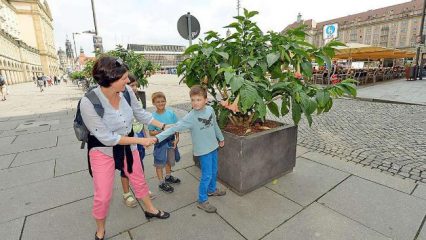 Dresdner Engelstrompeten werden zu gefährlichen Drogen-Blumen erhoben