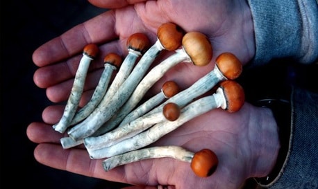 Magische Pilze kaufen & online bestellen – Wirkung, Erfahrungen, Dosierung 9 aussehen typischer magischer pilze