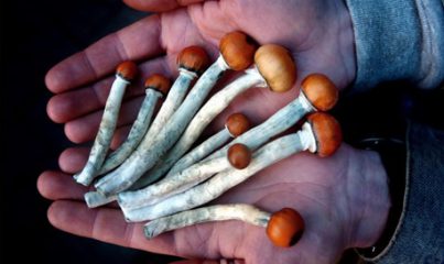 Psylos Pilze – alles über halluzinogene Magic Mushrooms