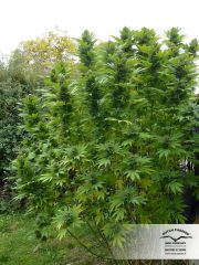 Durban Poison Hanfsamen kaufen: Ernte, Wirkung, Wuchsverhalten (Sortensteckbrief)