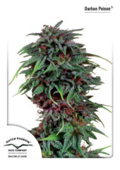 durban poison Hanfpflanze als feminisierte Hanfsamen kaufen zum outdoor grow