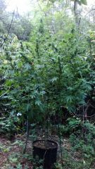 durban poison guerilla growing outdoor 135x240 1 Wer Durban Poison Hanfsamen kaufen will (am besten von hier), der erhält mit diesen Cannabis-Seeds eine äußerst robuste Outdoor-Hanfsorte mit riesigem Ertrag. Aufgrund ihrer afrikanischen Herkunft kommt sie mit wenig Wasser zurecht, sodass sie sich hervorragend für das Guerilla-Growing eignet (also dem Hanfanbau in freier Wildnis ohne tägliche Pflege).