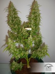 durban poison Hanfpflanze als feminisierte Hanfsamen kaufen zum outdoor grow