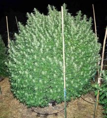 durban poison x pinapple pomegranate