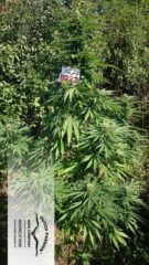 durban poison Hanfpflanze als feminisierte Hanfsamen kaufen zum outdoor grow