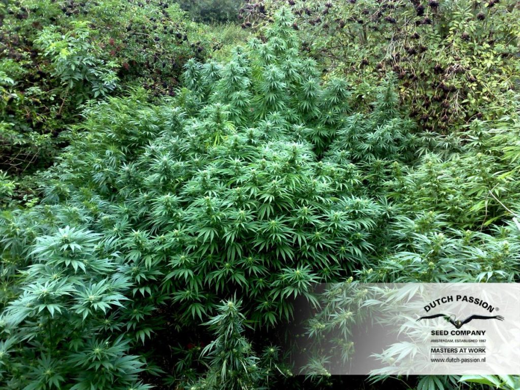 durban poison Hanfpflanze als feminisierte Hanfsamen kaufen zum outdoor grow