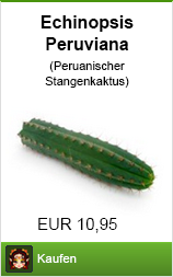 Banner echinopsis peruviana kaufen im Shayana Drogen Online Shop