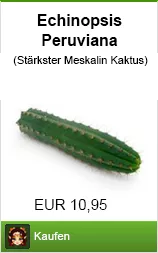 Meskalin Kaktus Echinopsis peruviana 