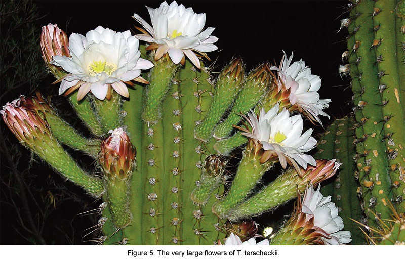 Meskalin Kaktus kaufen & legal bestellen – Wirkung, Konsum, Erfahrungen und mehr 21 Echinopsis terscheckii in blüte