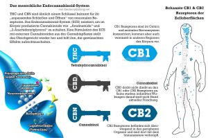 infografik wirkmechanismus cannabinoid-system