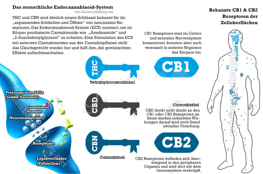 Cannabisöl kaufen (Rick Simpson THC-Öl, RSO) & Haschöl herstellen 43 infografik wirkmechanismus cannabinoid-system