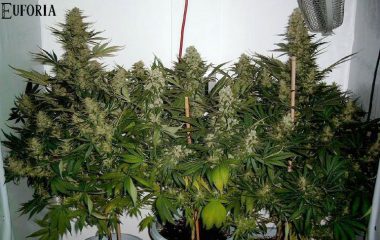 4 Insider-Tipps zum Cannabis-Anbau: die beste ?Cashcrop-, ?Outdoor-, ?Guerilla- & ?Anfänger-Hanfsorte