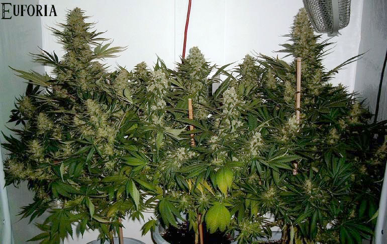 ? Gras kaufen und Cannabis online bestellen (Weed, Marihuana, Hanf) – Seriös & Sicher 60 Euforia Hanfpflanzen von Dutch Passion beim Indoor-Grow