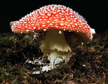 Fliegenpilz