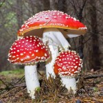 Magic Mushrooms 29 fliegenpilz