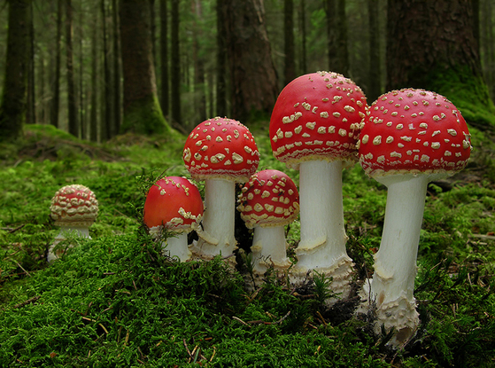 Fliegenpilze: Wirkung, Erfahrungen, Dosierung (Amanita muscaria) 6 Fliegenpilz
