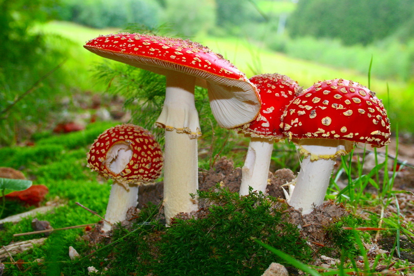 Fliegenpilz