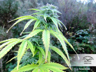 forest dream Hanfpflanze als feminisierte Hanfsamen kaufen zum outdoor grow