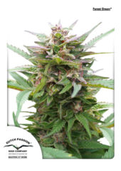 forest dream Hanfpflanze als feminisierte Hanfsamen kaufen zum outdoor grow