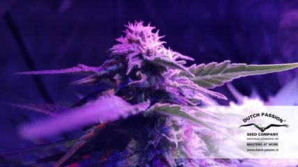 forest dream Hanfpflanze als feminisierte Hanfsamen kaufen zum outdoor grow