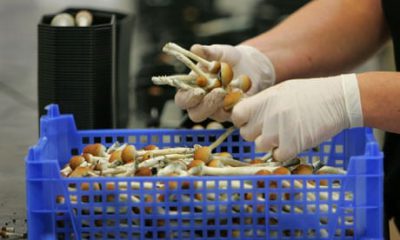 Crowdfunding für medizinische MDMA und Zauberpilz Forschung