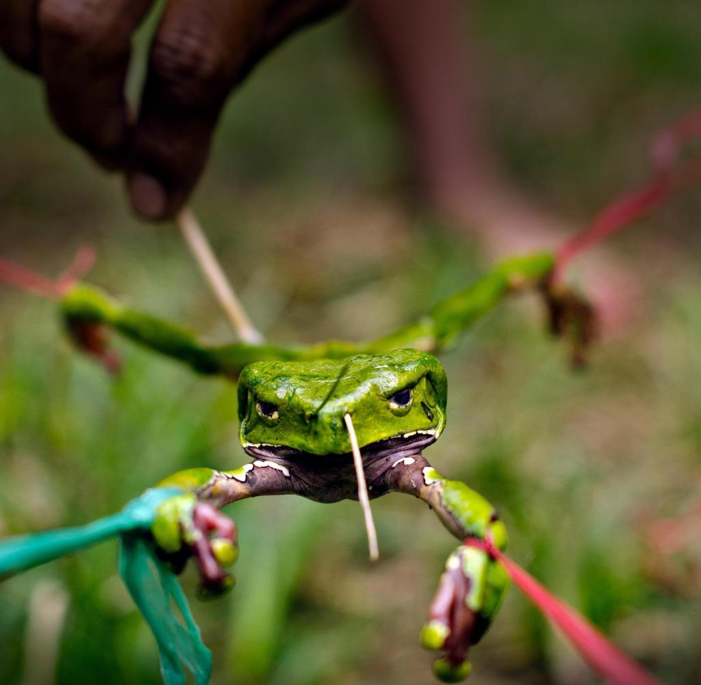 frosch Was ist diese mysteriöse Substanz, und was bewirkt diese Sekretgewinnung eines Frosches, von der behauptet wird, eine umfangreiche Liste von physischen, psychologischen und spirituellen Krankheiten heilen zu können? Was ist kambô? Heutzutage sehen wir, wie Menschen, die Kambô-Anwendungen ("Applikationen" und deren Verabreicher sind "Applikatoren") in verschiedenen Ländern bewerben, als Experten auf diesem Gebiet gelten und individuelle oder kollektive Sitzungen fördern, für die sie zwischen 100 und 300 Dollar bezahlen. Wir sehen auch das Entstehen von Verbänden, die für die Ausbildung von städtischen Bewerbern und für die Legitimierung der Praxis in diesen Kontexten verantwortlich sind. Wer hat genauere Informationen als die attraktiven Anzeigen?