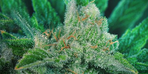 Die 10 stärksten Cannabissorten der Welt mit dem höchsten THC-Gehalt