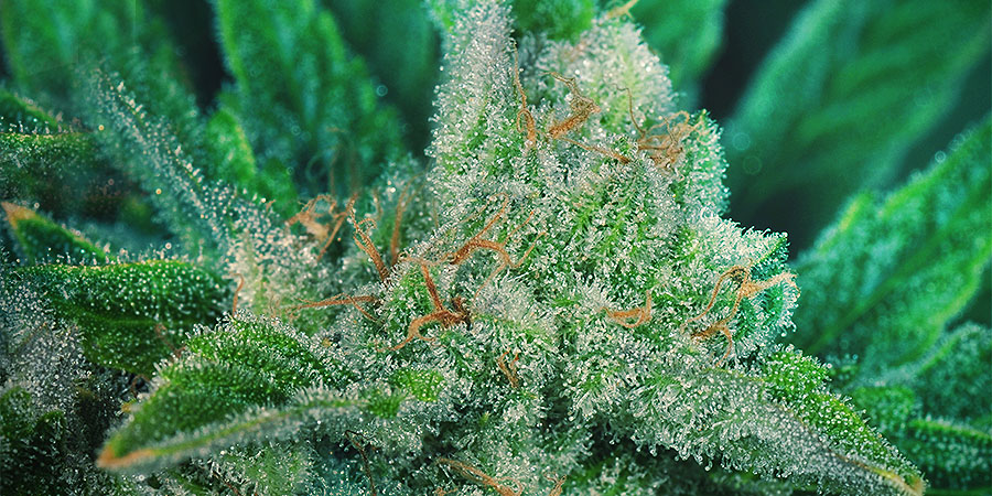 ? Gras kaufen und Cannabis online bestellen (Weed, Marihuana, Hanf) – Seriös & Sicher 58 ein closeup vom weed ghost train haze mit vielen trichomen an thc im weed