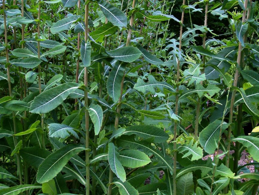 Giftlattich: Kaufen, Wirkung, Erfahrungsberichte, Dosierung, Konsum uvm. (Wilder Lattich, Lactuca Virosa) 11 giftlattich kaufen
