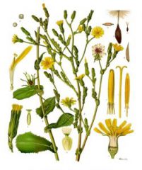 Giftlattich kaufen & legal bestellen (Wilder Lattich, Lactuca Virosa)