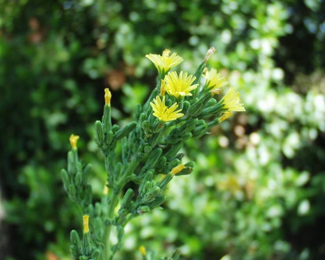 Giftlattich: Kaufen, Wirkung, Erfahrungsberichte, Dosierung, Konsum uvm. (Wilder Lattich, Lactuca Virosa) 12 wilder lattich pflanze