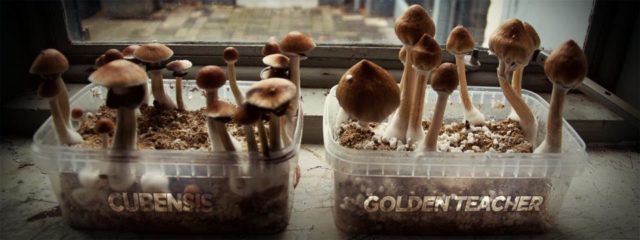 golden teacher grow box