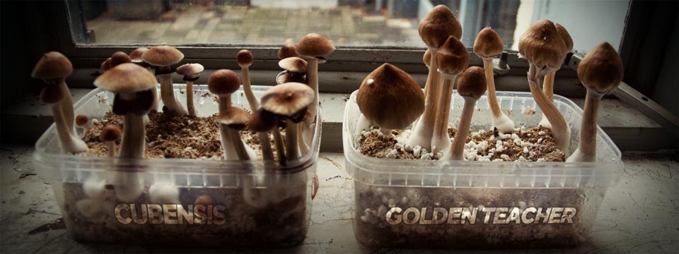 Magic Mushrooms züchten & Zauberpilze anbauen 66 golden teacher grow box
