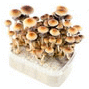 Vorschaubild pilz growbox bestellen golden teacher m