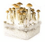 Vorschaubild pilz growbox bestellen golden teacher xl