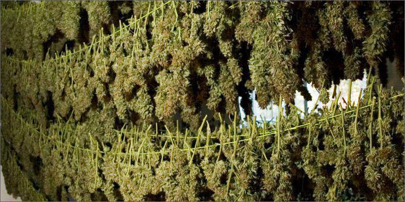 Mein Weg zum eigenen Holland-Weed: Ein Erfahrungsbericht zum Cannabis Indoor-Growing 12 grow ernte trocknen Folgend ist eine authentische Geschichte vom Werden eines Weed-Growers niedergeschrieben als wertvoller Erfahrungsbericht. Es behandelt den Werdegang hin vom bloßen, kiffenden Endverbraucher hin zum eigenen Gras – der Cannabisanbau mit gutem Ertrag als Traum eines jeden Kiffers? Nach 3 Jahren Growerfahrung ist er am Ziel des „perfekten Grows“ angelangt. Von schlechtem Outdoor-Growing mit versamtem Weed hin zu feinstem Indoor-Gras, wie man es nur aus dem holländischen Coffeeshop kennt - diese Entwicklung mit samt seinen Fehlschlägen und Lektionen zeigt dieser Erfahrungsbericht auf.