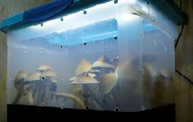 Growing Magic Mushrooms at Home image