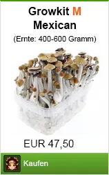 Psilocybin und Psilocin - die Wirkstoffe in Zauberpilzen 19 Vorschaubild Mushroom Growkit Mexikaner M als Pilz Growbox bestellen (Bestseller)