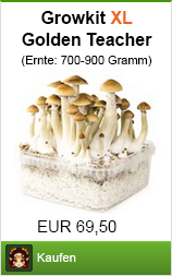 Mushroom Growkit XL Golden Teacher