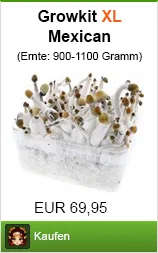 Psilocybin und Psilocin - die Wirkstoffe in Zauberpilzen 20 Banner Mushroom Growkit kaufen als Pilz Growbox XL im Shayana Drogen Online Shop