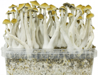 Psychedelische Pilze kaufen & online bestellen