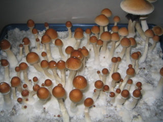 Halluzinogene Pilze Wirkung