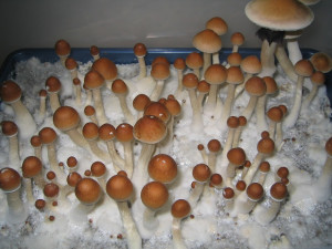 Halluzinogene Pilze 17 Halluzinogene Pilze Wirkung