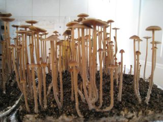 halluzinogene pilze züchten image
